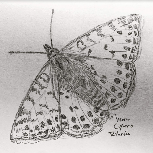 Raymond's sketch of an Issoria cytheris, the butterfly that lands on Leni when they're out together.