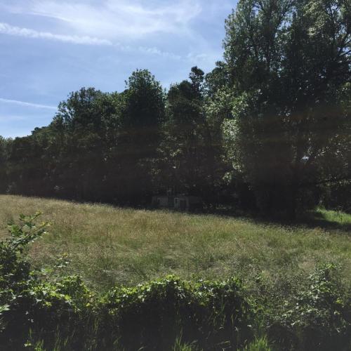 18. A grassy field with oak trees dark in the background and blue sky.