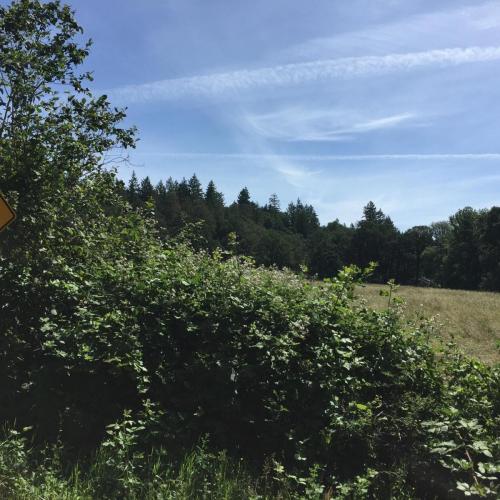 19. Green bushes in the foreground, with a peek at a yellow-green field and dark green oaks in the background under a blue sky.