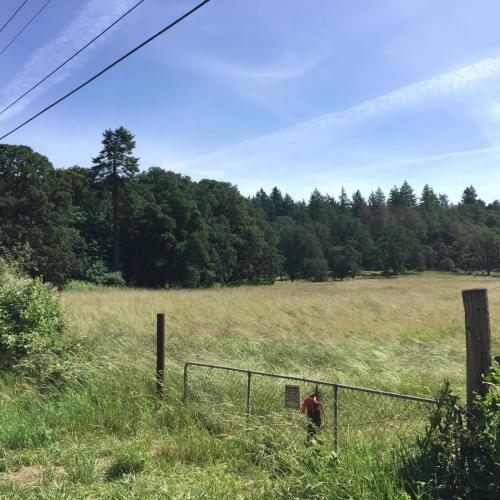 21. Another view of the yellow-green field with more field visible. The dark green trees are still in the background.