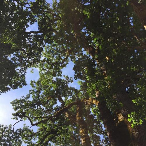 4. Location: Twin Oaks Cemetery, Turner, Oregon. Image is looking up through the foliage of the titular twin oaks, green against a blue sky.